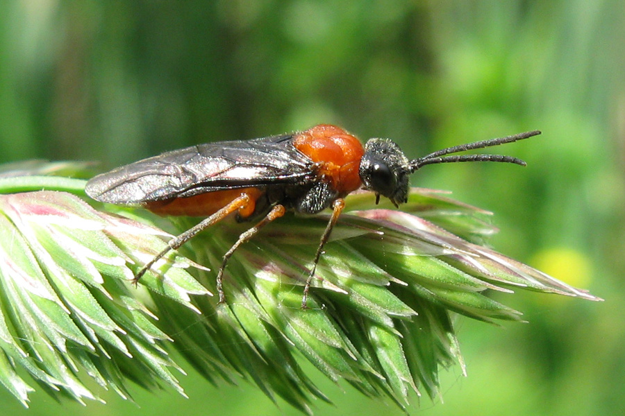 Dolerus bajulus (Tenthredinidae)?